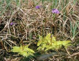 Attēlu rezultāti vaicājumam “Pinguicula vulgaris fruit”