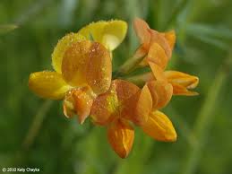 Attēlu rezultāti vaicājumam “Lotus corniculatus flower”
