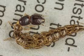 Attēlu rezultāti vaicājumam “Raphidioptera larva”