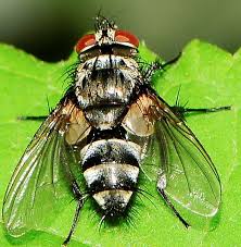 Attēlu rezultāti vaicājumam “Tachinidae”