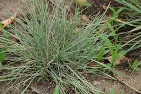 Attēlu rezultāti vaicājumam “Koeleria glauca”