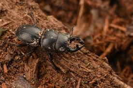 Attēlu rezultāti vaicājumam “Lucanidae”