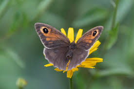 Attēlu rezultāti vaicājumam “Maniola jurtina female”