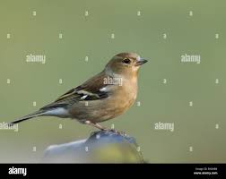 Attēlu rezultāti vaicājumam “Fringilla coelebs female”
