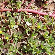 Attēlu rezultāti vaicājumam “Portulaca oleracea”