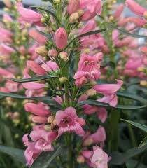Image result for Penstemon