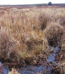 Attēlu rezultāti vaicājumam “Tomentypnum nitens”