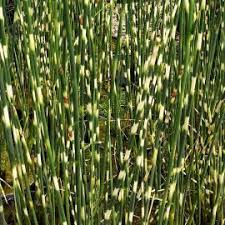 Attēlu rezultāti vaicājumam “Schoenoplectus lacustris subsp. lacustris”