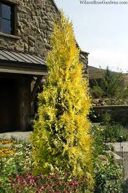 Attēlu rezultāti vaicājumam “Thuja plicata flower”