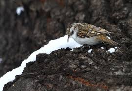 Attēlu rezultāti vaicājumam “Certhia familiaris adult”