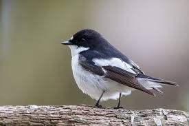 Attēlu rezultāti vaicājumam “Ficedula hypoleuca”