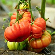 Afbeeldingsresultaat voor marizol purple tomato