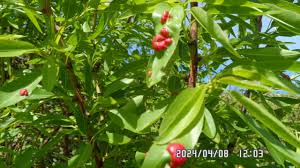 Attēlu rezultāti vaicājumam “Pontania proxima”