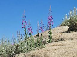 Attēlu rezultāti vaicājumam “Epilobium angustifolium bud”