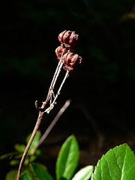 Attēlu rezultāti vaicājumam “Chimaphila umbellata”