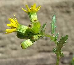 Attēlu rezultāti vaicājumam “Senecio vulgaris flower”