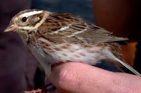 Image result for Emberiza rustica