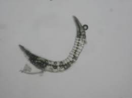 Attēlu rezultāti vaicājumam “Leucobryum juniperoideum”