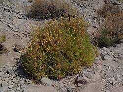 Attēlu rezultāti vaicājumam “Carlina biebersteinii leaf”