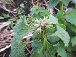 Attēlu rezultāti vaicājumam “Lamium purpureum leaf”