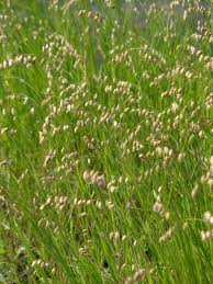 Attēlu rezultāti vaicājumam “Melica nutans”