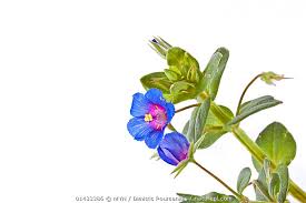Image result for Anagallis arvensis