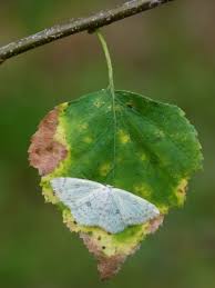 Attēlu rezultāti vaicājumam “Cyclophora albipunctata”