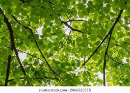 Attēlu rezultāti vaicājumam “Tilia x moltkei leaf”