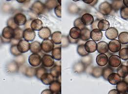 Attēlu rezultāti vaicājumam “Didymium serpula spores”