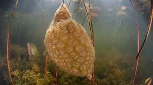 Attēlu rezultāti vaicājumam “Bryozoa”