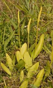 Attēlu rezultāti vaicājumam “Pteropsida”