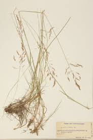 Attēlu rezultāti vaicājumam “Agrostis canina”