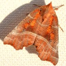 Attēlu rezultāti vaicājumam “Scoliopteryx libatrix”