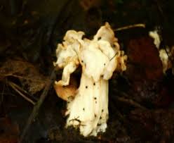 Attēlu rezultāti vaicājumam “Helvella crispa”