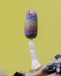 Attēlu rezultāti vaicājumam “Diachea leucopodia”