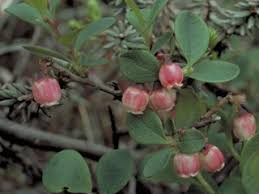 Attēlu rezultāti vaicājumam “Vaccinium uliginosum bud”