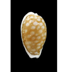 Attēlu rezultāti vaicājumam “Cribraria sp.”