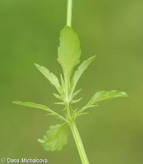 Attēlu rezultāti vaicājumam “Viola arvensis leaf”