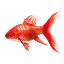 Image result for ikan