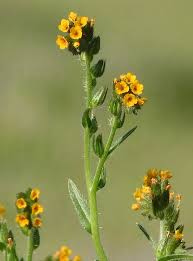 Attēlu rezultāti vaicājumam “Boraginaceae”