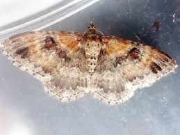 Attēlu rezultāti vaicājumam “Xanthorhoe spadicearia”