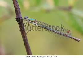Attēlu rezultāti vaicājumam “Lestes dryas male”