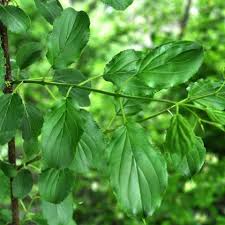 Attēlu rezultāti vaicājumam “Rhamnus cathartica”