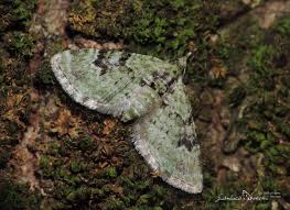 Attēlu rezultāti vaicājumam “Chloroclystis v-ata”