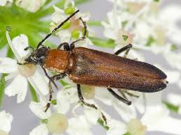 Attēlu rezultāti vaicājumam “Oedemera femorata”