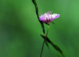 Image result for Knautia arvensis