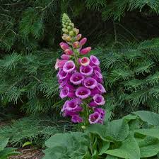 Attēlu rezultāti vaicājumam “Digitalis purpurea fruit”