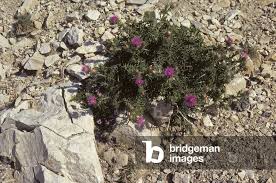 Attēlu rezultāti vaicājumam “Cirsium acaule”