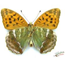 Attēlu rezultāti vaicājumam “Argynnis paphia”