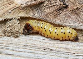 Attēlu rezultāti vaicājumam “Tischeria complanella larva”